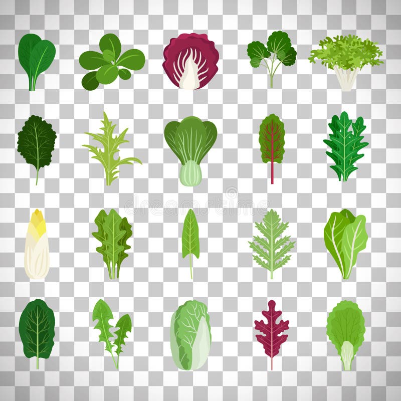 Lá rau là một trong những phần không thể thiếu trong các loại salad đầy màu sắc. Hãy xem những hình ảnh tuyệt đẹp về lá rau để trang trí bữa ăn của bạn thêm phần hấp dẫn.