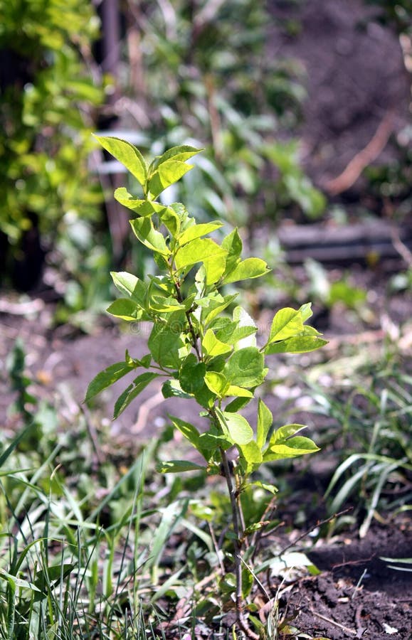Green Sapling Of Apple Tree Stock Photo Image of closeup, plant 22206898