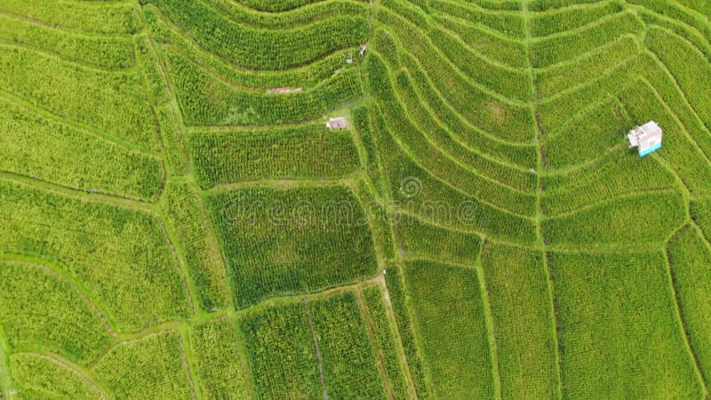 Green Scenic Balinese Landscape from Drone. Aerial View of Rice ...