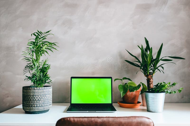 Green Screen Laptop Workstation in Home or Office with Green Tropical  Plants on White Desk and Gray Concrete Wall Stock Photo - Image of desktop,  people: 215716722