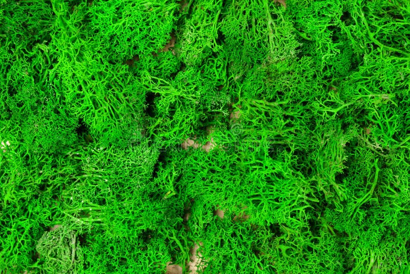 Green Sea Moss Texture Background Close-up. Selective Focus Stock Image