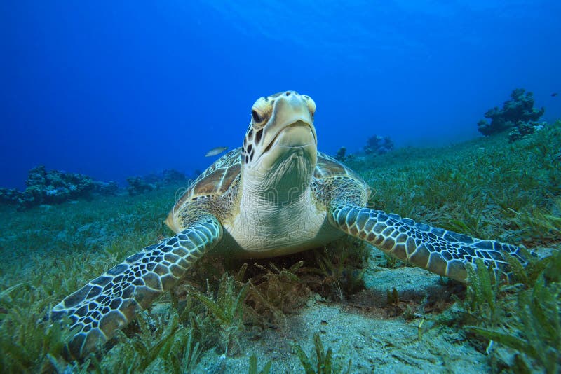 Green Sea Turtle royalty free stock image