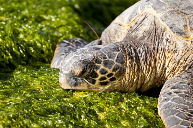 Sea Turtle Eating Stock Images Download 422 Royalty Free Photos