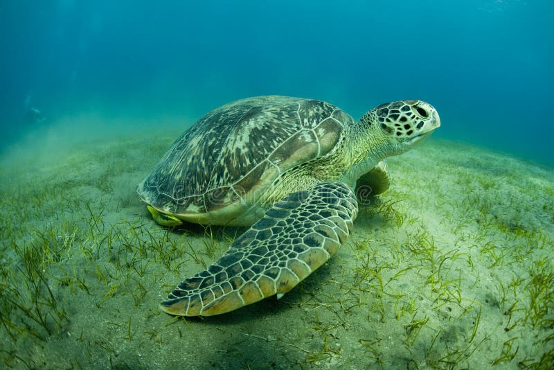 Detailní záběr zelené mořské želvy na dně oceánu.