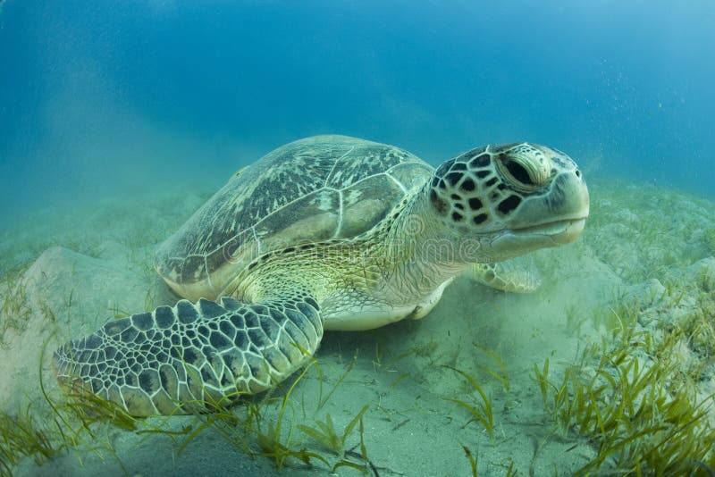 Green Sea Turtle. Closeup of a green sea turtle resting on the sandy bottom of the ocean Green Sea Turtle. Closeup of a green sea turtle resting on the sandy bottom of the ocean