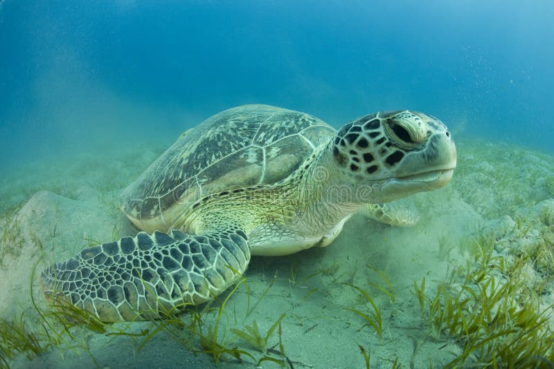 Detallado de verde el mar tortuga está descansando sobre el arenoso más bajo de Océano.