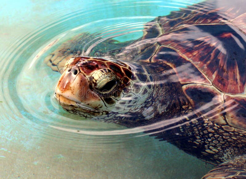 Green Sea Turtle stock image