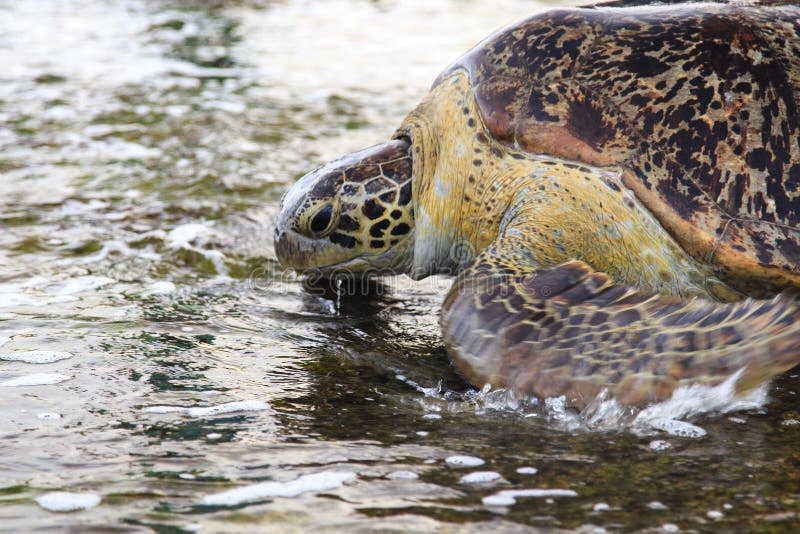 Green sea turtle - Tangalle - Sri Lanka royalty free stock image Green sea turtle - Tangalle - Sri Lanka royalty free stock image