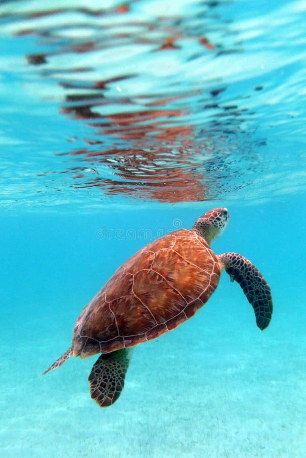 Green Sea Turtle royalty free stock photos Green Sea Turtle royalty free stock photos