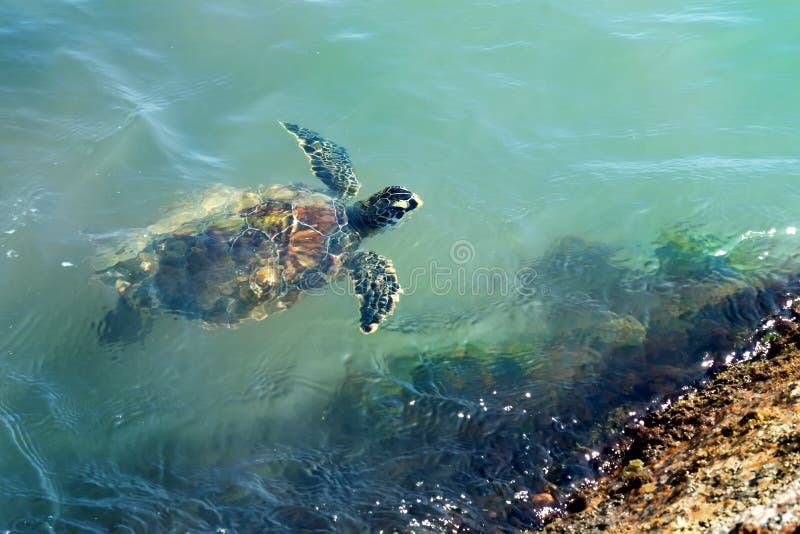 Green sea turtle Chelonia mydas swims in the water. Status Threatened. Texas, Gulf of Mexico royalty free stock photos Green sea turtle Chelonia mydas swims in the water. Status Threatened. Texas, Gulf of Mexico royalty free stock photos