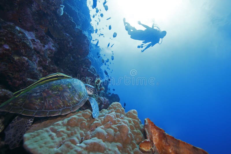 Green Sea Turtle and diver in background stock photography Green Sea Turtle and diver in background stock photography