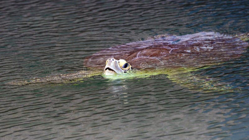 Green Sea Turtle - Dry Tortugas National Park