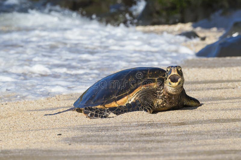 Green sea turtle making landfall near Maui Hawaii with his mouth open