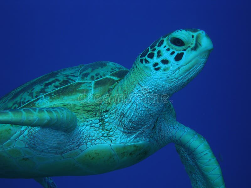 Verde tortuga en medio Agua, El gran barrera Acantilado,.