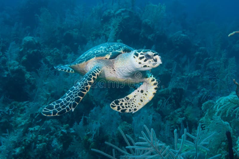 Green Sea Turtle Nassau Bahamas stock photo