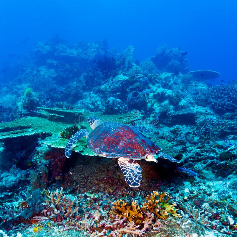 Green Sea Turtle near Coral Reef, Bali royalty free stock photo Green Sea Turtle near Coral Reef, Bali royalty free stock photo
