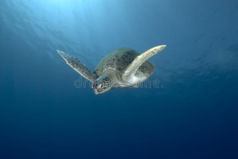 Green sea turtle swimming