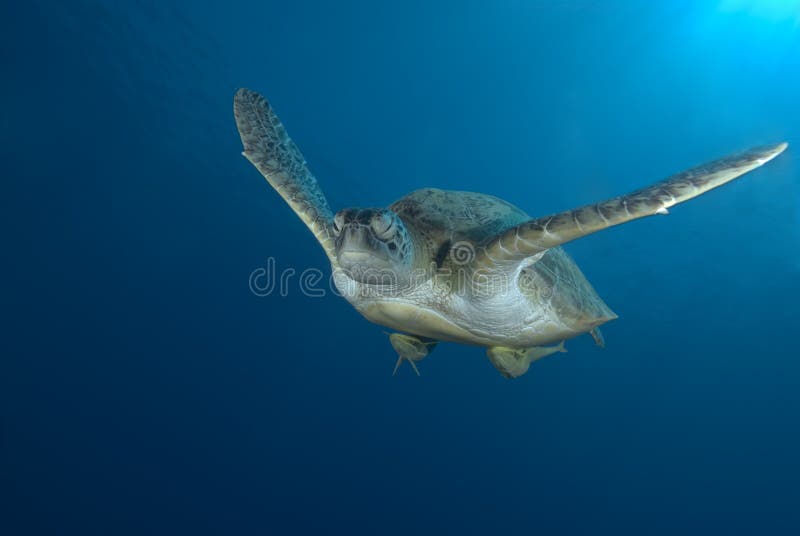 Green sea turtle swimming