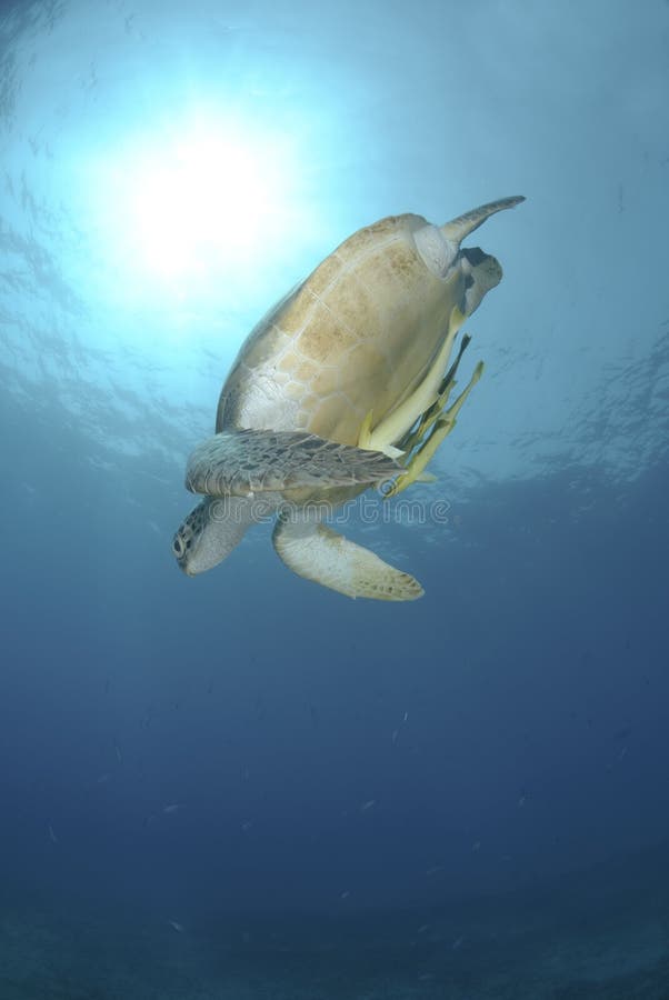 Green sea turtle swimming downwards