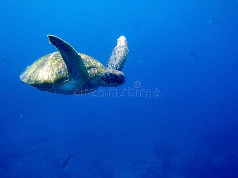 Green sea turtle royalty free stock photo Green sea turtle royalty free stock photo