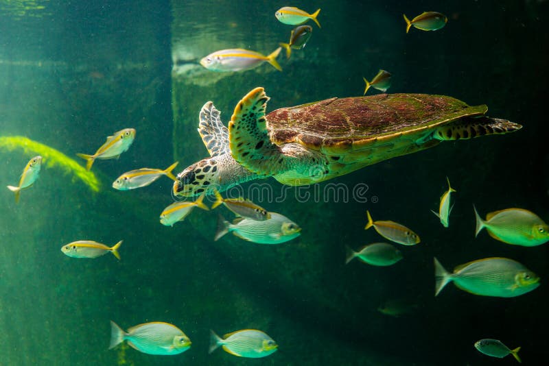 Green Sea Turtle Swimming in a Museum Aquarium. Stock Photo Image of beach, beautiful 92901082