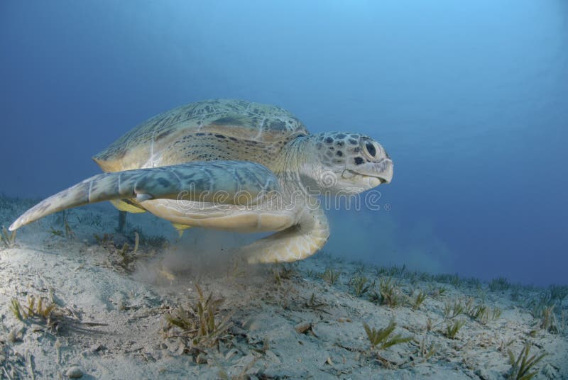 Green sea turtle swimming over seagrass bed.