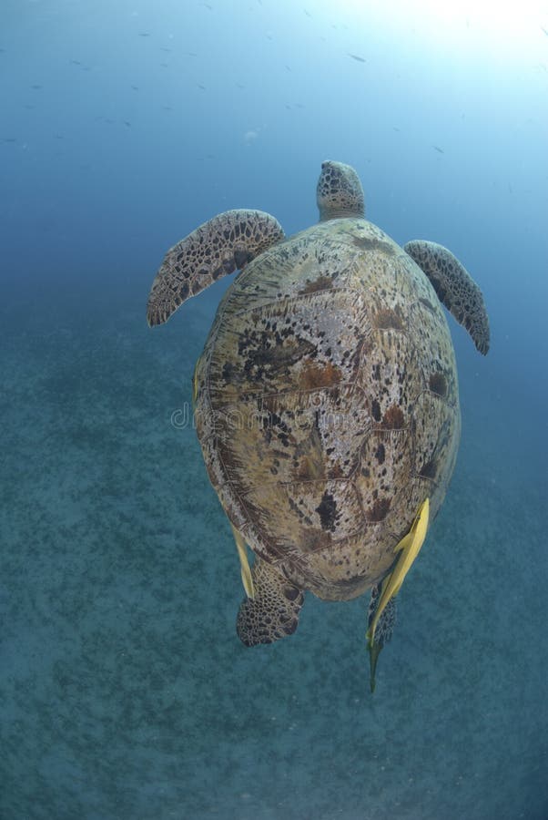 Green sea turtle swimming up to the surface