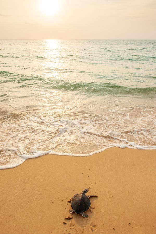 Green Sea Turtle on the tropical beach at sunset, heading for the ocean for the first time. Khao Lampi-Hat Thai Mueang National