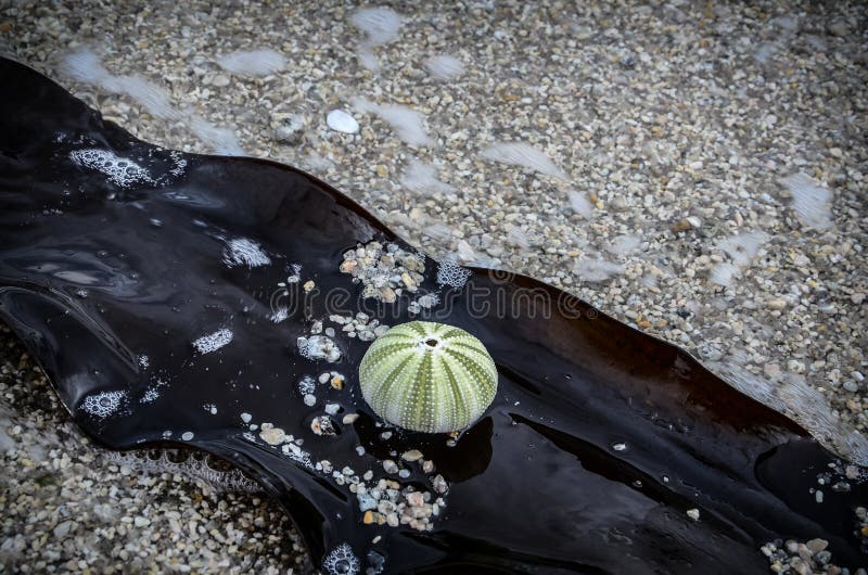 Green Sea Urchin Skeleton Sitting on a Brown Sea Weed Stock Photo