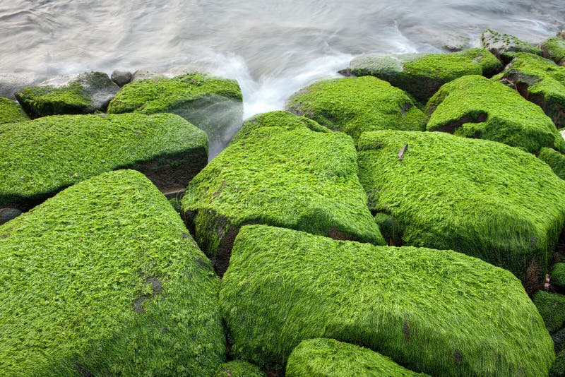 Green seaweed stock photo. Image of asian, natural, seaside 18739332