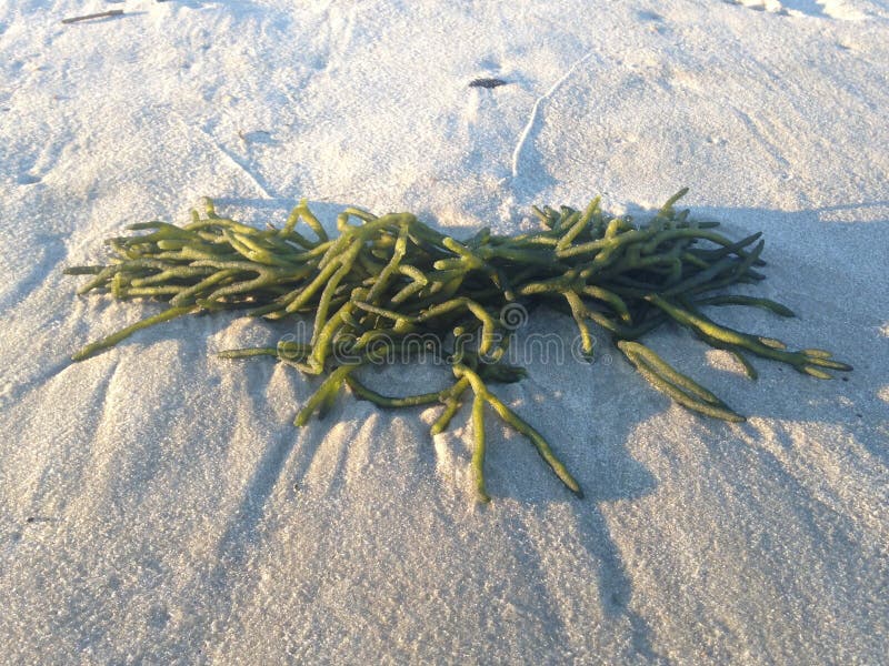 Green Seaweed at Long Beach.