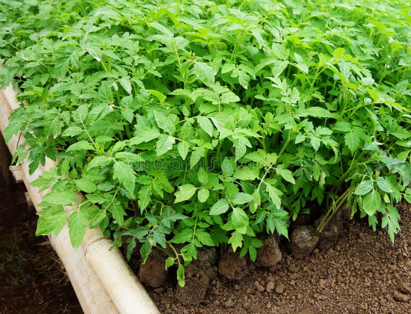 Green seedling tomatoes in garden