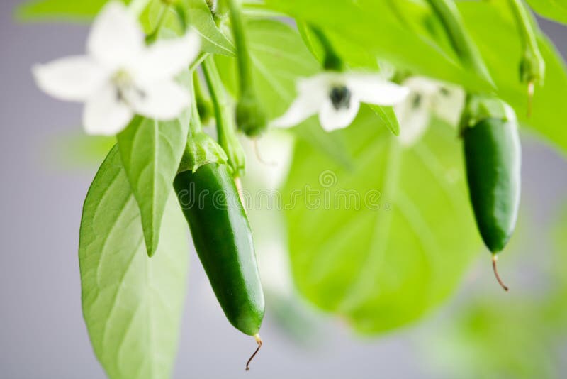 Green serrano chili stock photo. Image of macro, cook 26134478
