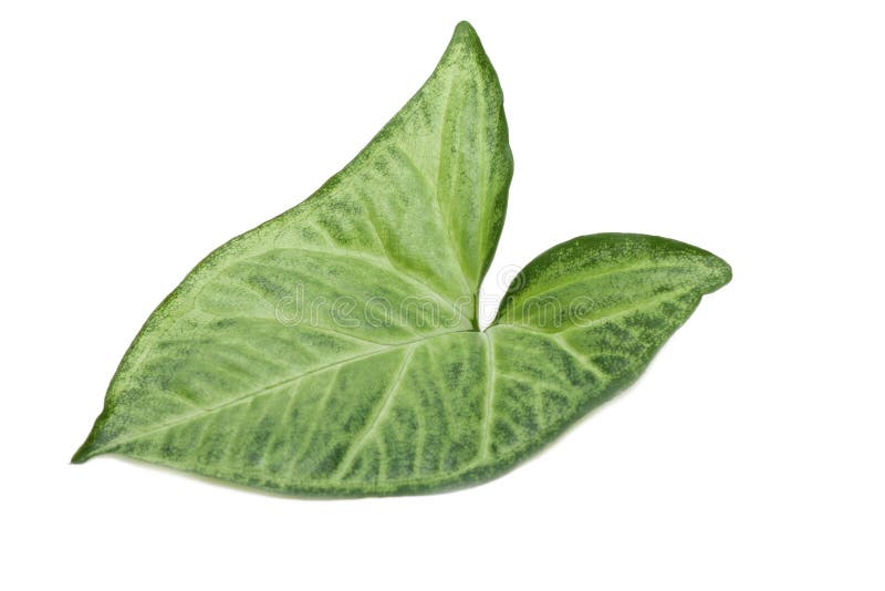 Green sheet royalty free stock photos