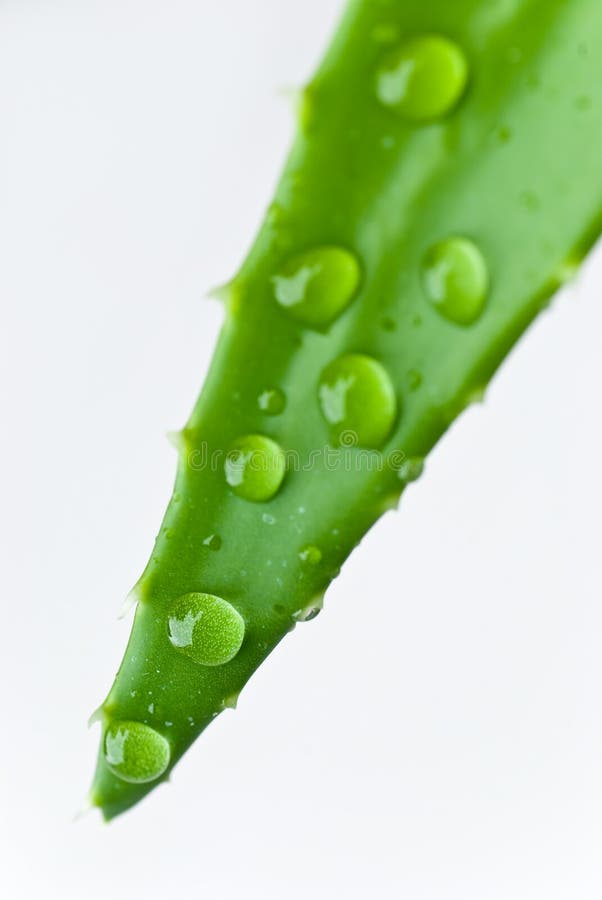 Green sheet background with raindrops. close up stock photography