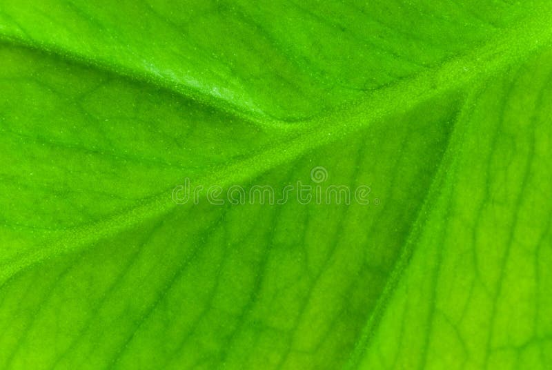 Green sheet background. shallow dof royalty free stock photos