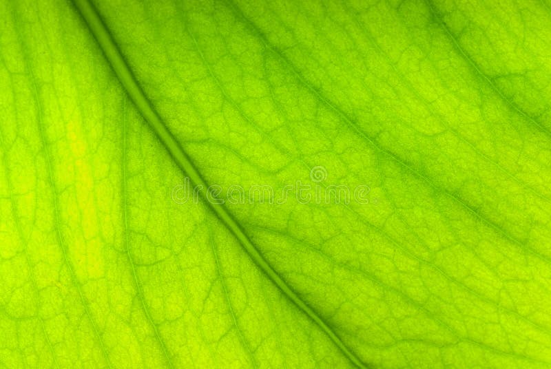 Green sheet background.shallow dof