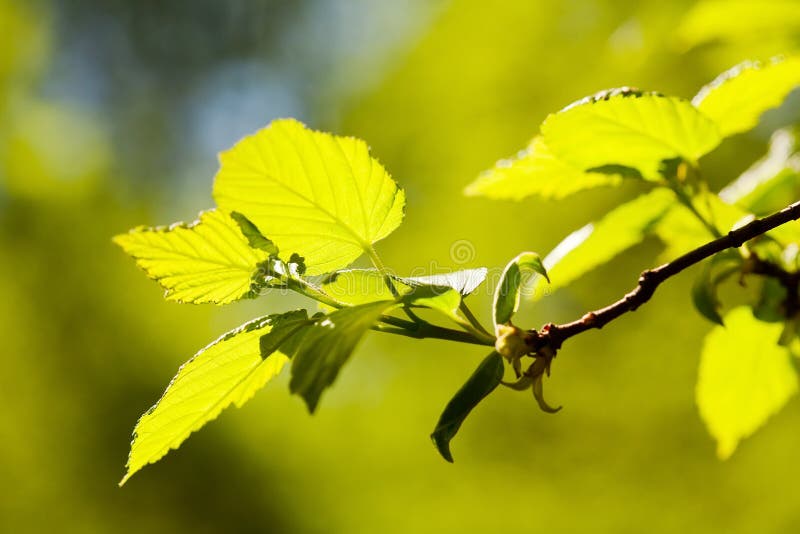 Green sheet on a branch stock photo