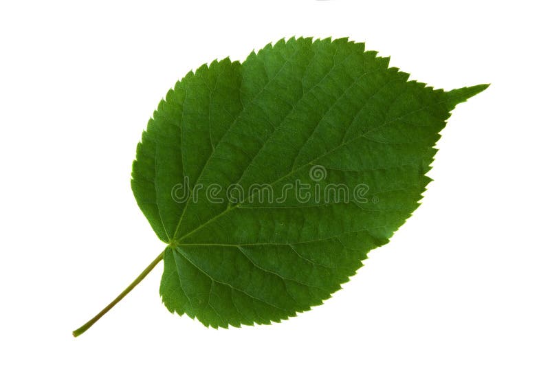 Green sheet from a tree stock photography