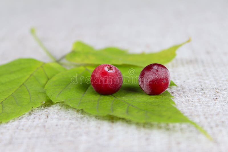 Green sheet with a two cowberry on linen napkin