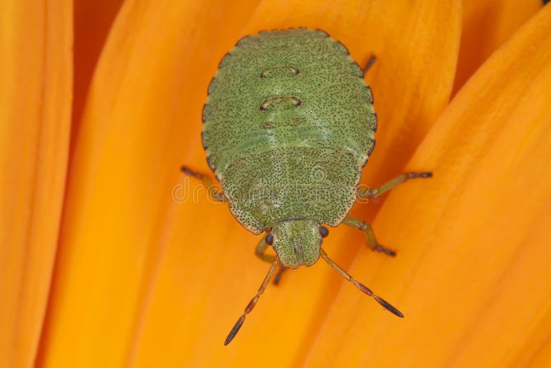 Green shield bug nymph