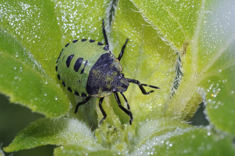 Green shield bug, palomena prasina larva