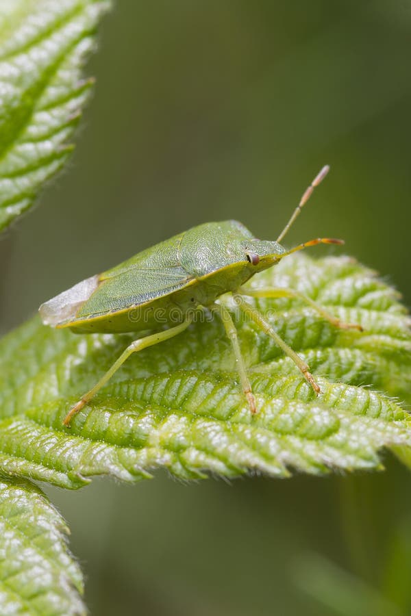 Green Shield bug (Palomena prasina)