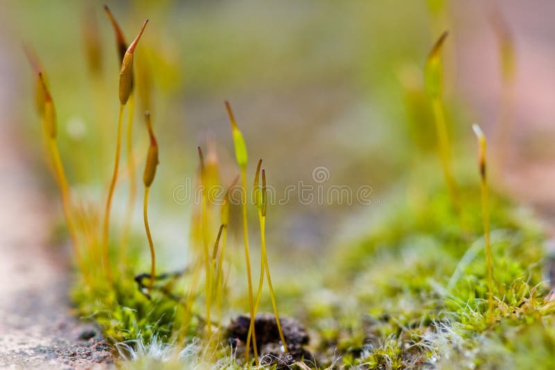 Green Shoots Macro