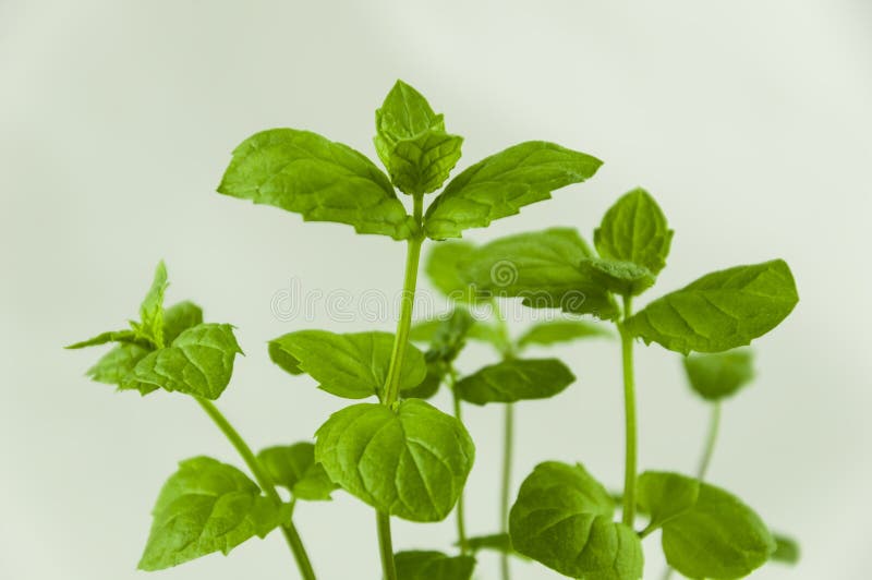 Small green mint sprouts stock photo. Image of mint, farmland 50241202