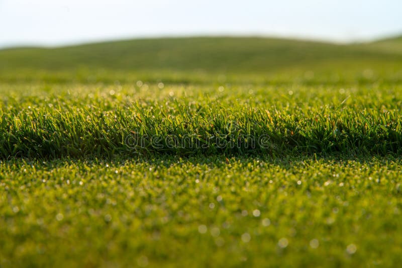 Green Short Grass Lawn, Fresh Cutting Lawnmower Stock Image Image of