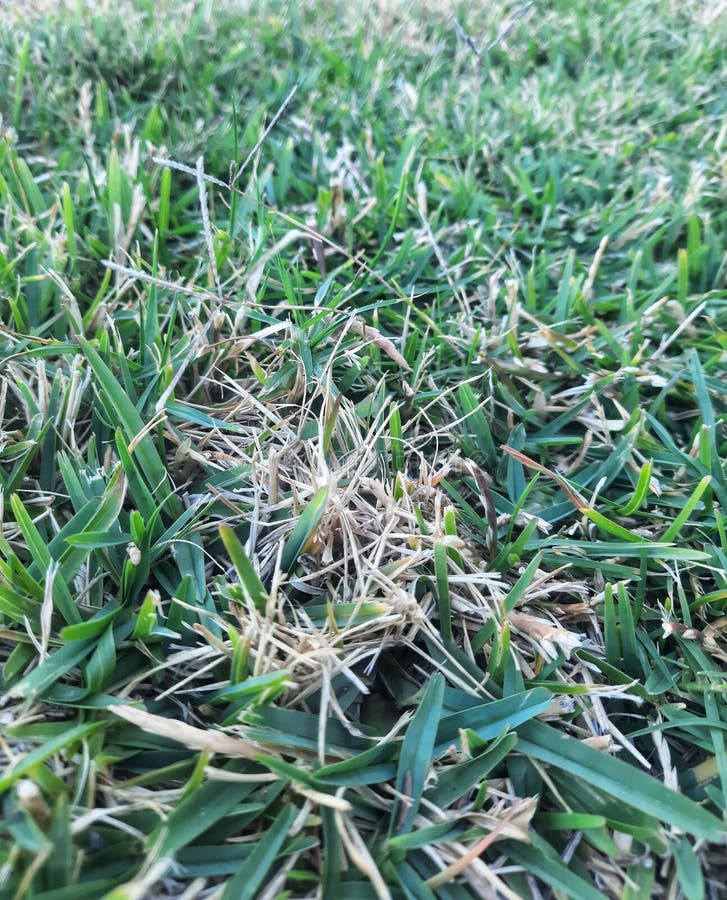 Short Grass or Lawns on the Outside of the Yard Stock Photo Image of