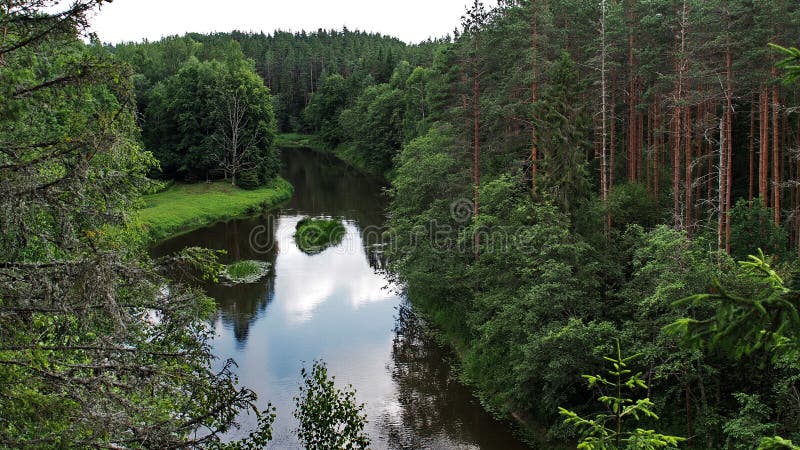 Green skogen och floden arkivfoto Green skogen och floden arkivfoto