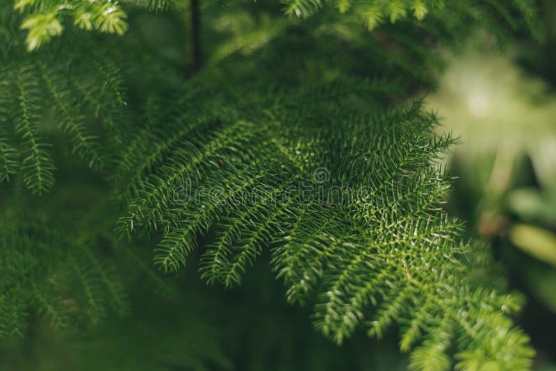 Green slender leaves on a blurred background