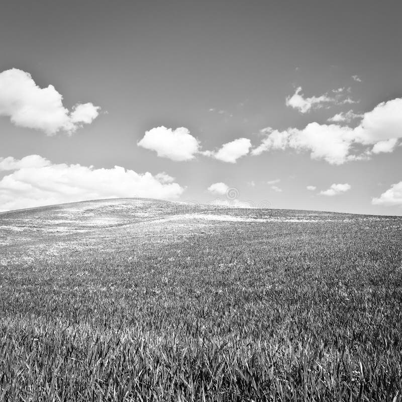 Green Meadows stock photo. Image of grass, green, farming 101850288